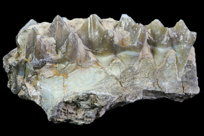 Oreodont Jaw Section With Teeth - South Dakota #81951